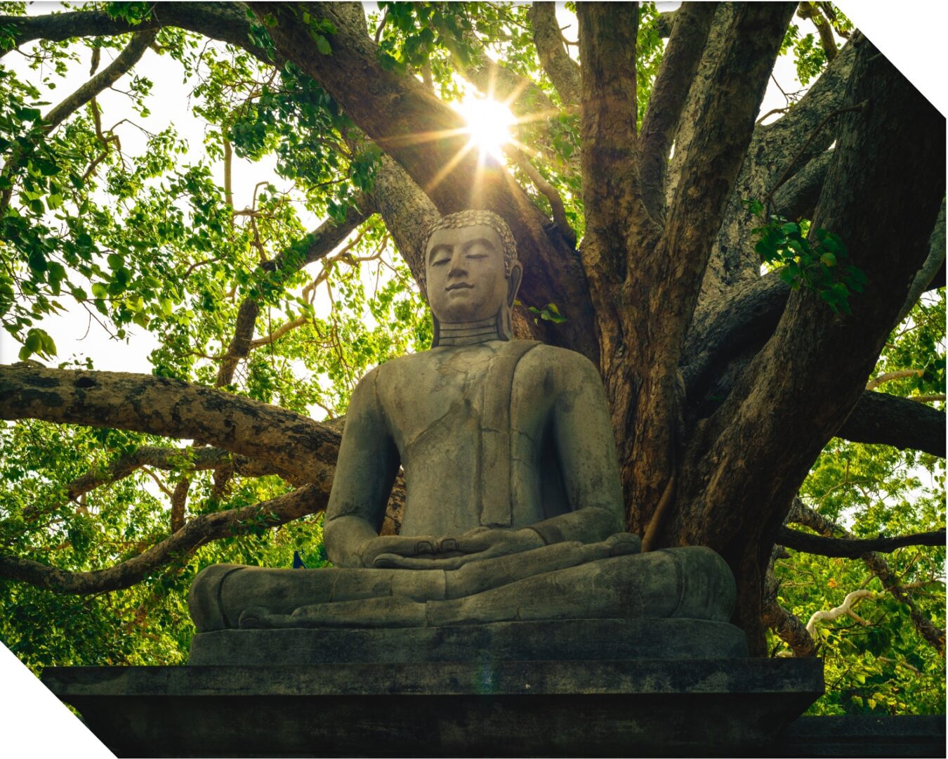 A statue of buddha under the sun in front of a tree.